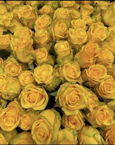 dahra-fiori-lugano-rose-gialle