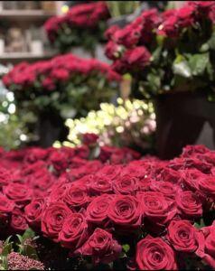 dahra-fiori-lugano-rose-rosse