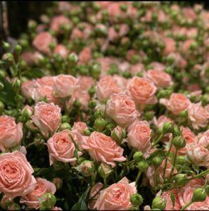 dahra-fiori-lugano-rose-rosa