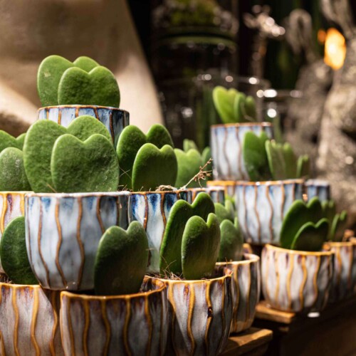 dahra-pianta-interno-grassa