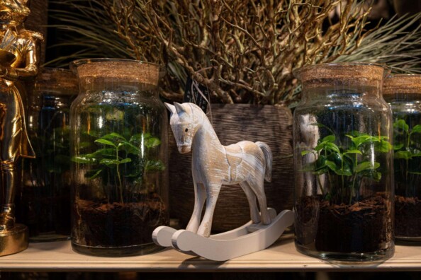 pianta interna terrarium