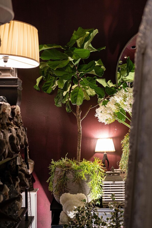 dahra-piante-interno-ficus-lyrata-plants-lugano