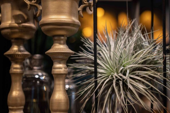 tillandsia pianta aerea