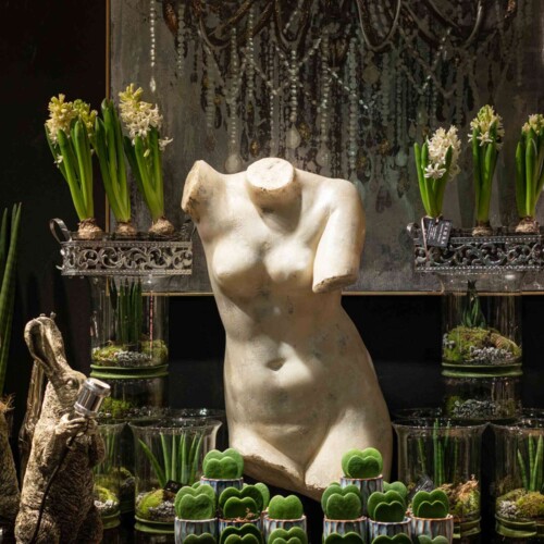 dahra-piante-lugano-plants