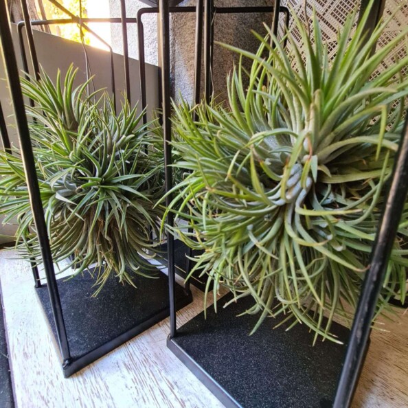 tillandsia-pianta-aerea-interni-dahra