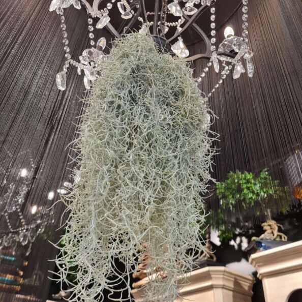 tillandsia-pianta-aerea-interni-dahra