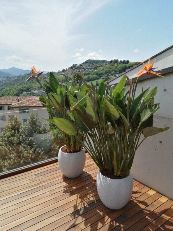 dahra-esterni-piante-arredi-terrazza-lugano