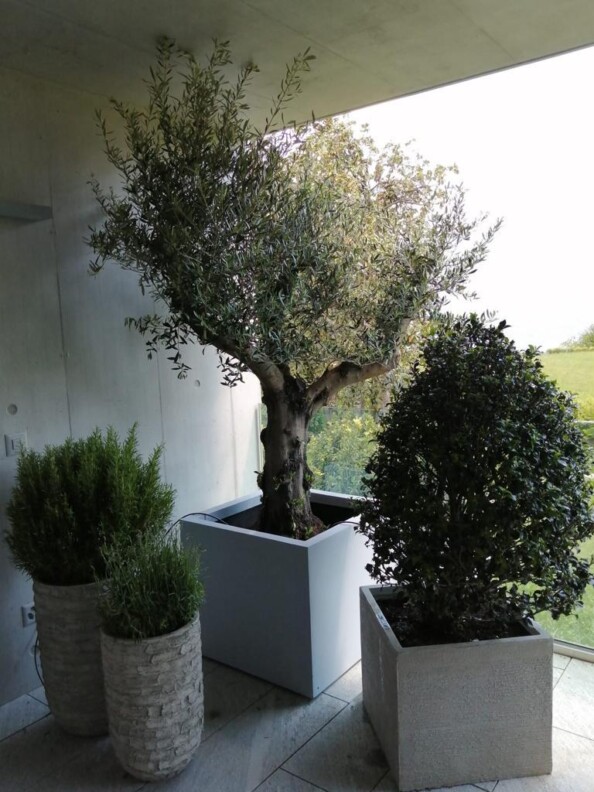 dahra-esterni-piante-arredi-terrazza-lugano