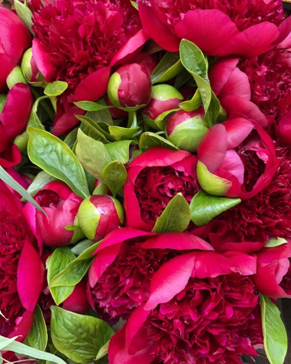 dahra-fiore-peonia-lugano