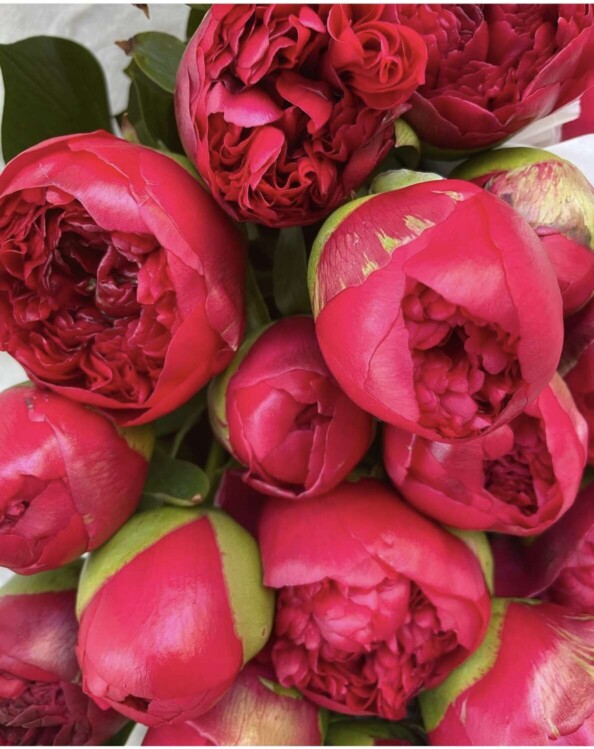 dahra-fiore-peonia-lugano