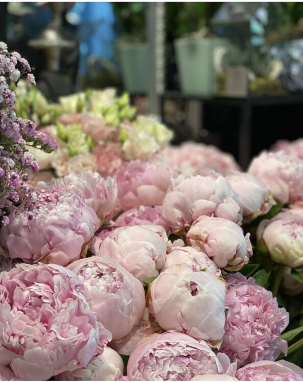 dahra-fiore-peonia-lugano